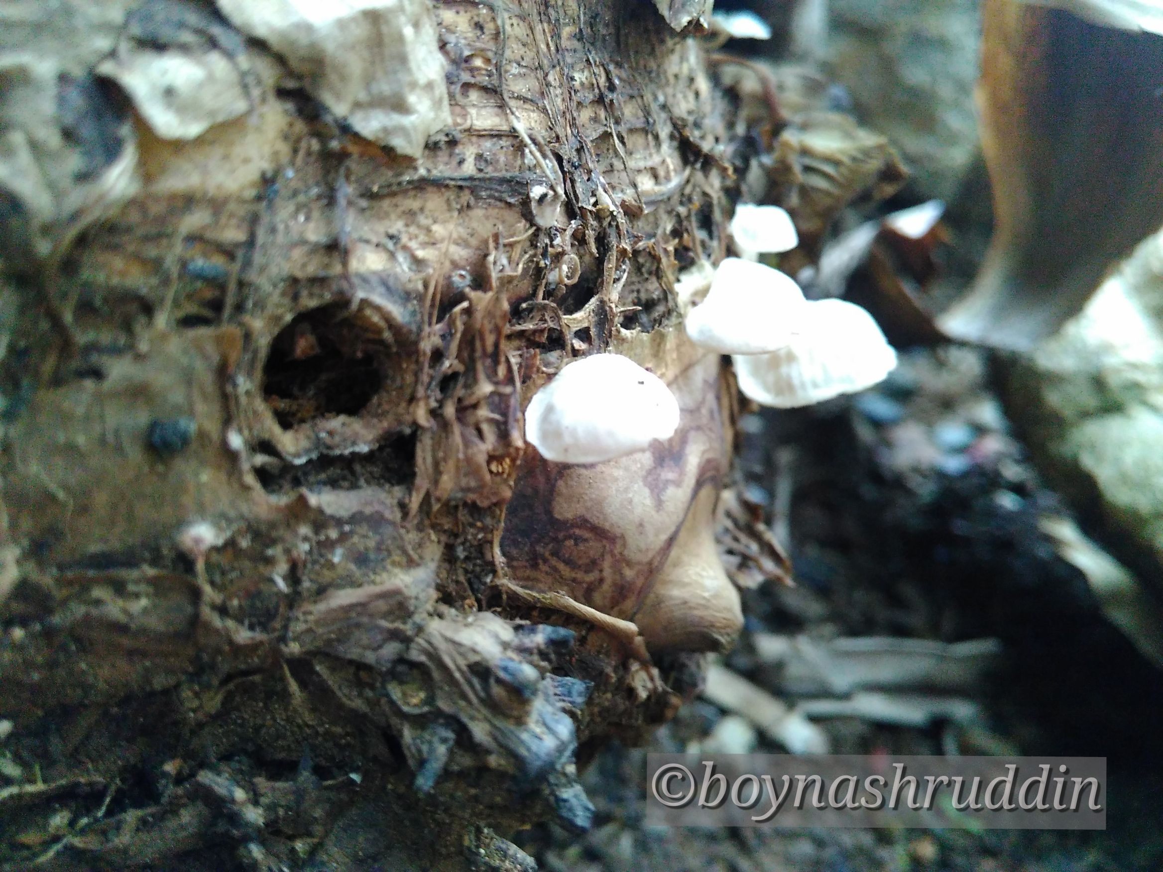 Small Mushrooms in Banana Trees — Steemit